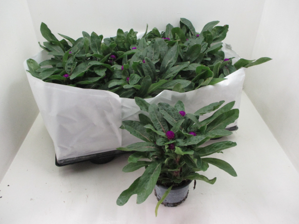 Gomphrena glob. lila
