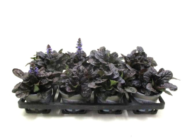 Ajuga dunkellaubig