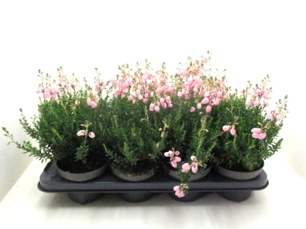 Daboecia cantabrica rosa