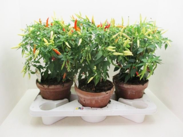 Capsicum Chili "Basket of Fire"