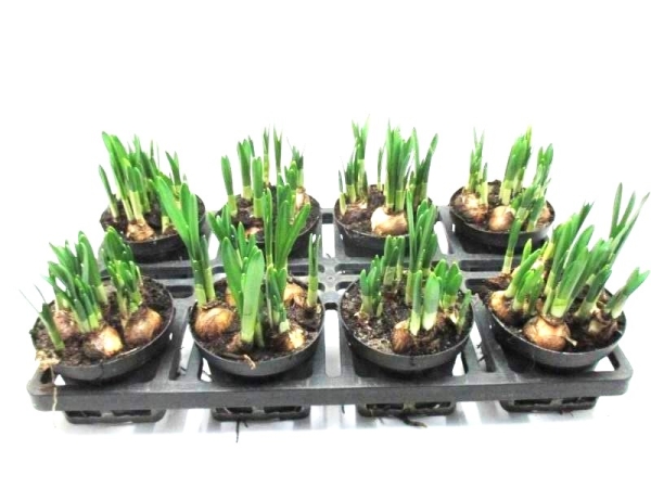 Narcissus "Tete a tete"