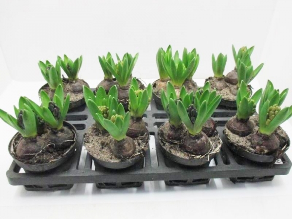 Hyacinthus 3pp weiß