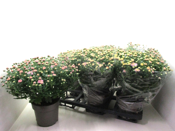 Chrysanthemum ind. rosa