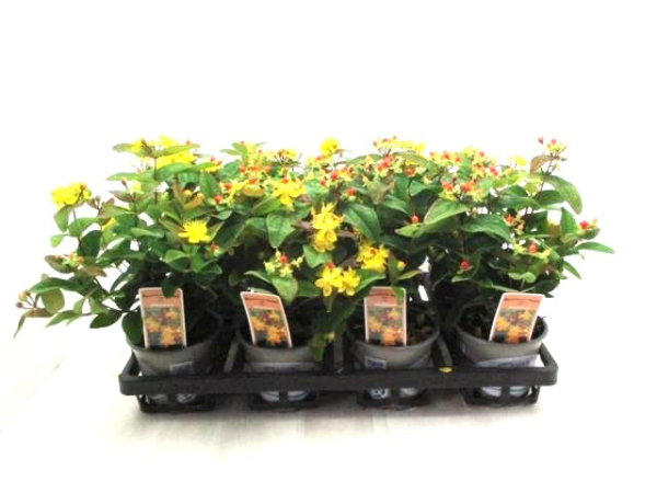 Hypericum