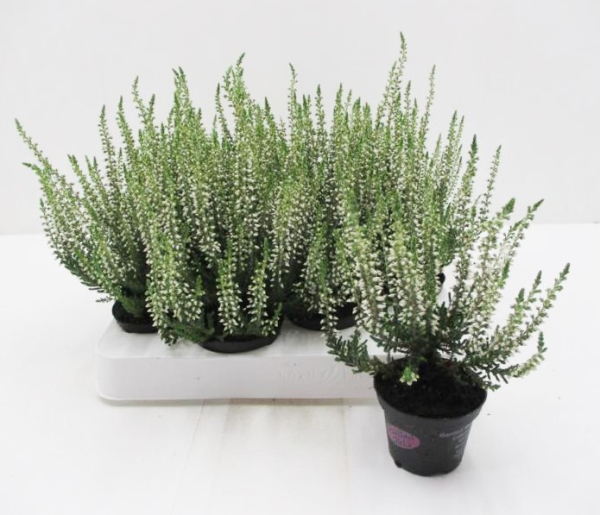 Mini Calluna weiß