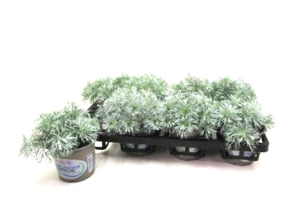 Artemisia