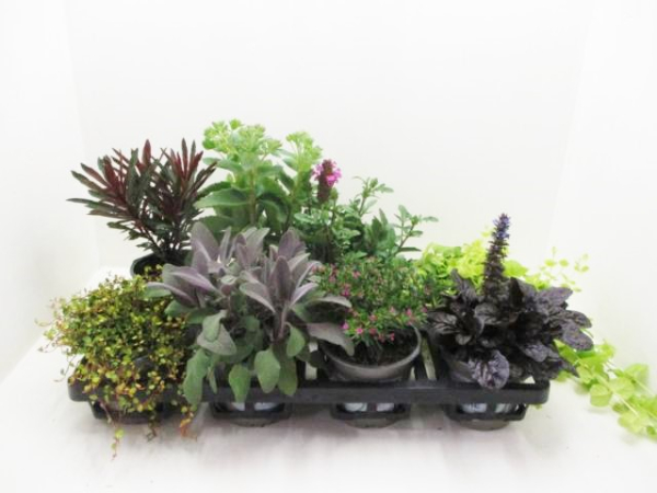 Herbstzauber Mix