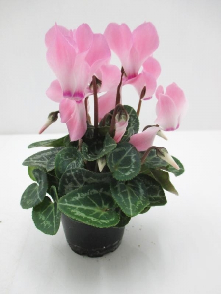 Mini Cyclamen hellrosa