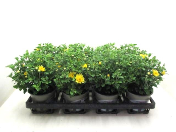 Chrysanthemum  ind. gelb