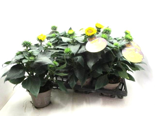 Helianthus winterhart