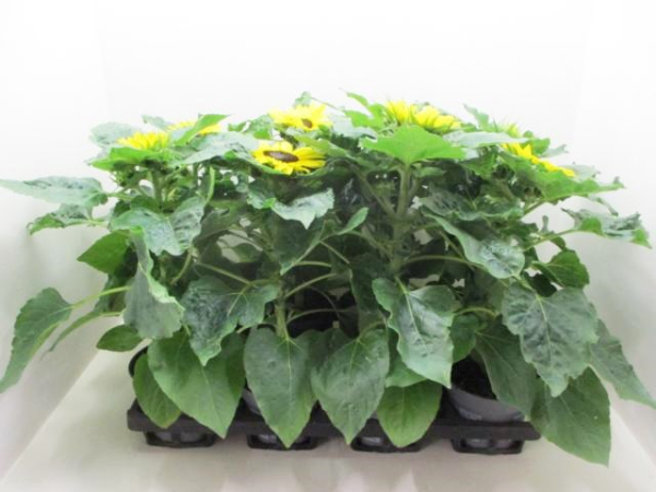 Helianthus annuus