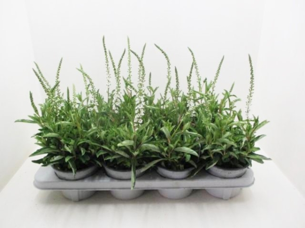Lysimachia clethroides