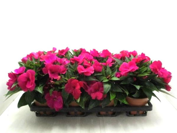 Impatiens Neu-Guinea magenta