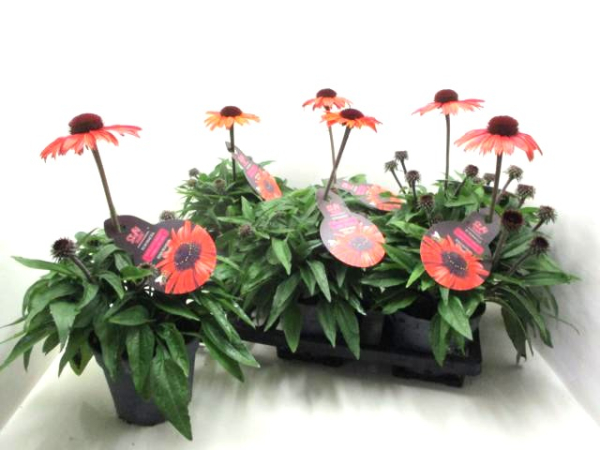 Echinacea purp. orange