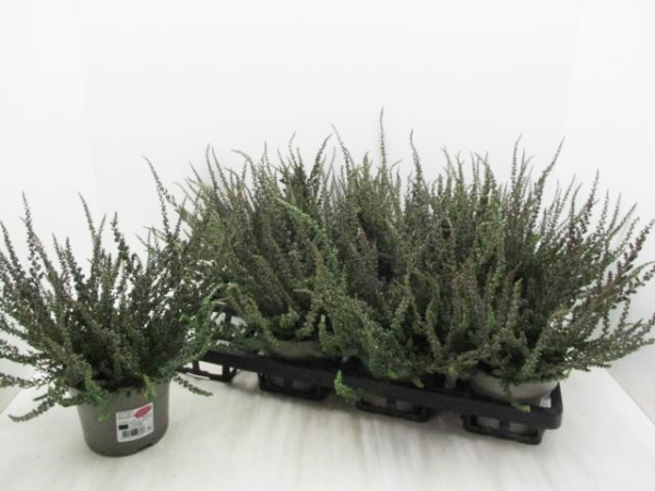 Calluna "Sunset" Zalina