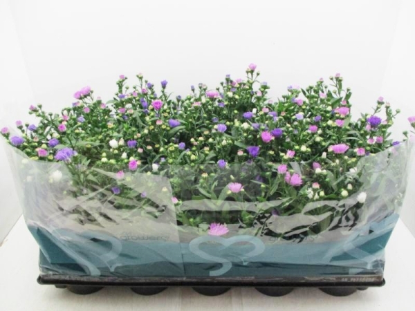 Aster n.b Trio