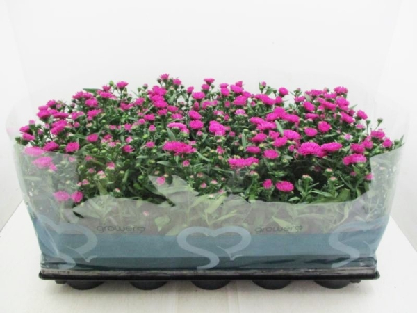 Aster n.b. pinkrot