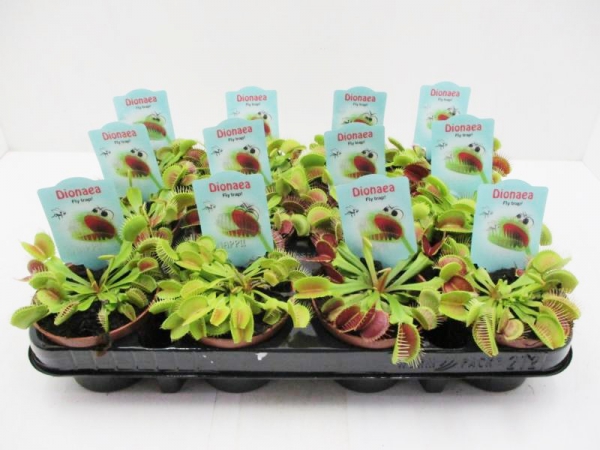 Dionaea muscipula
