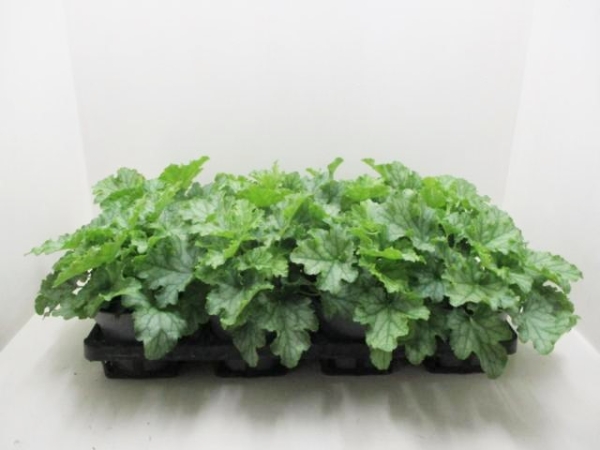 Heuchera grün