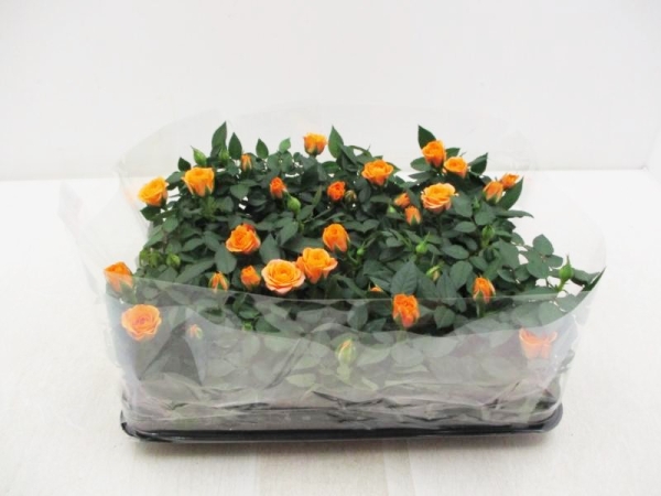 Mini Rosen orange