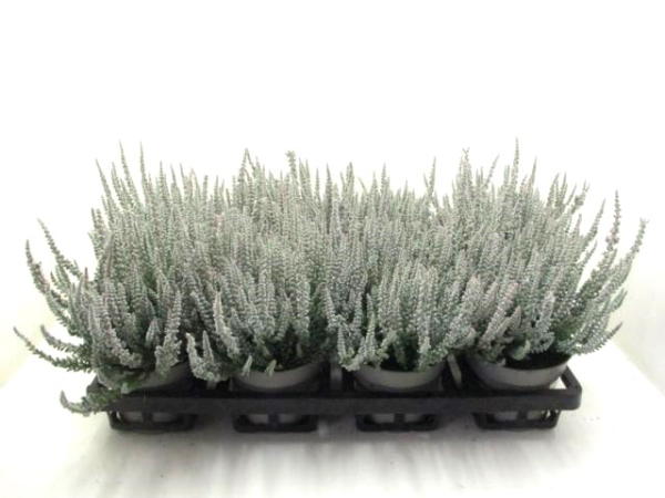Calluna "Sunset" Fluffy