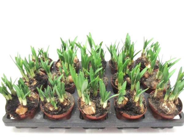 Narcissus "Tete a tete"