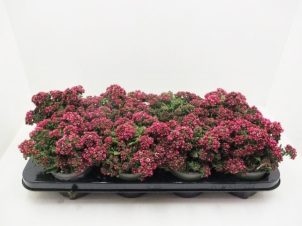 Crassula schmidtii rot