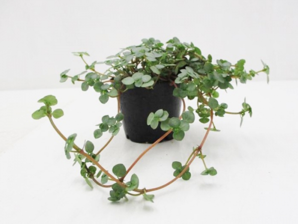 Mini Pilea nummularia