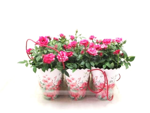 Rosen "Gigi" in Tüte