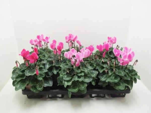 Cyclamen pers. midi rosa
