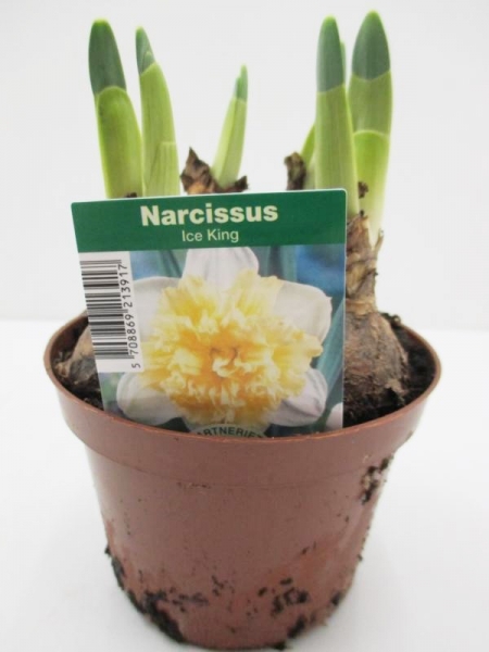 Narcissus  "Ice King"