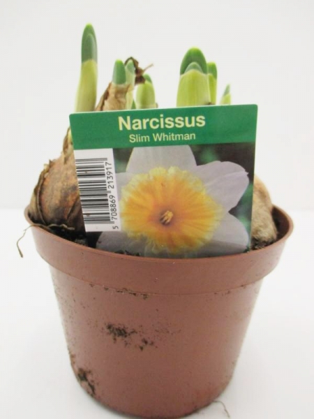 Narcissus  "Slim Whitman"