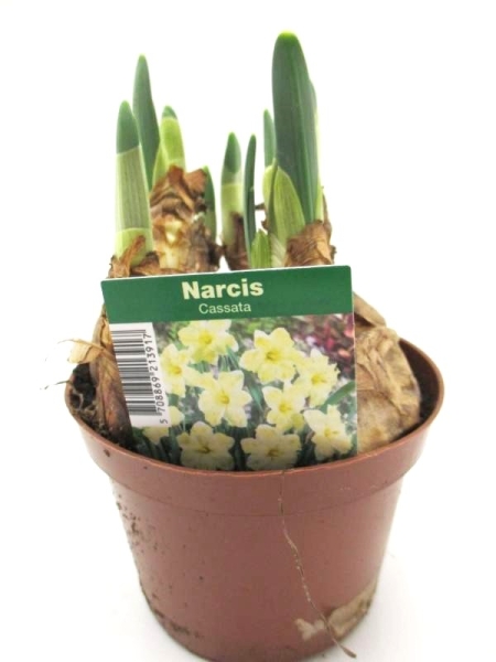 Narcissus  "Cassata"