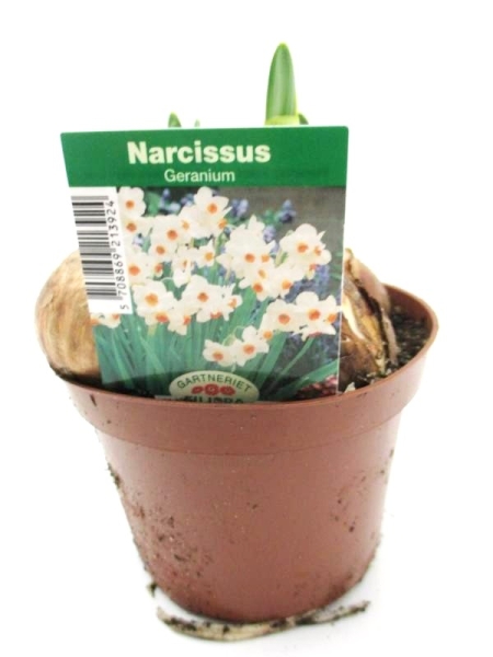 Narcissus  "Geranium"