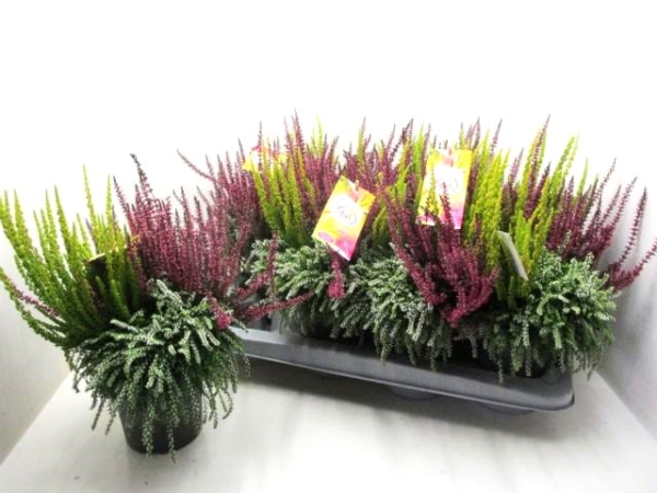 Calluna "Uptown Girl"