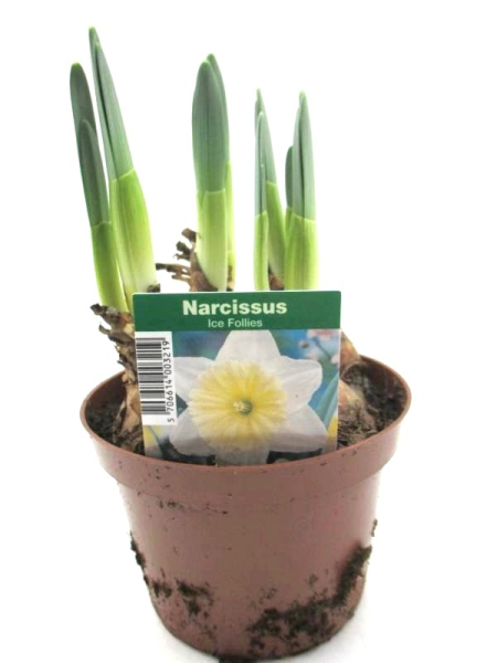 Narcissus  "Ice Follies"