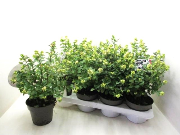 Symphoricarpus weiß