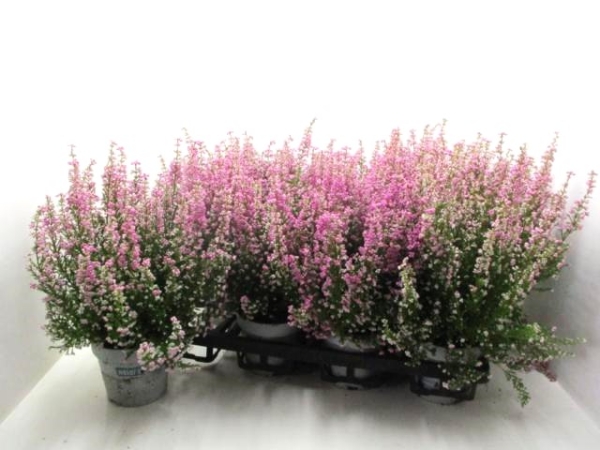 Erica gracilis rosa