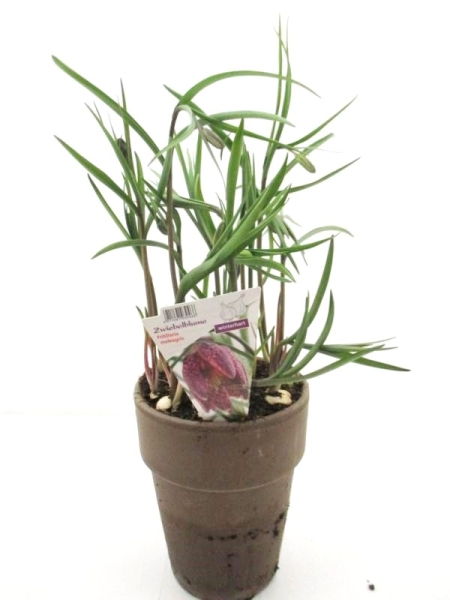 Fritillaria meleagris in Tontopf