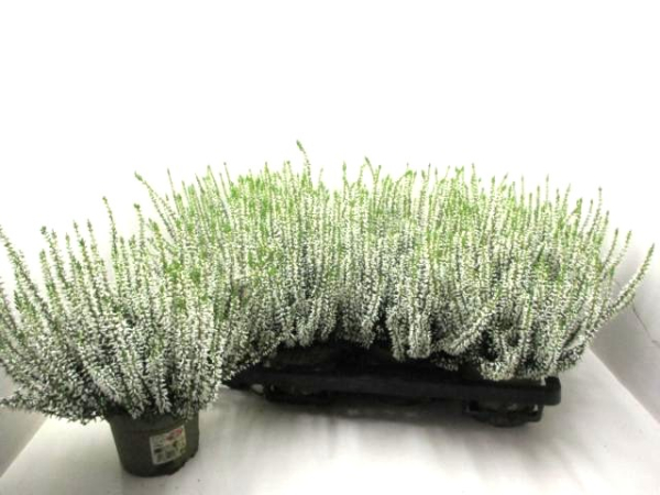 Calluna vulg. weiß