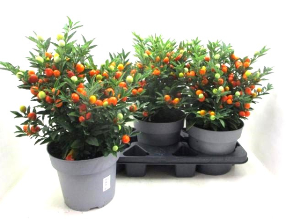 Solanum pseudocapsicum