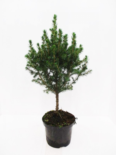 Picea glauca Stamm