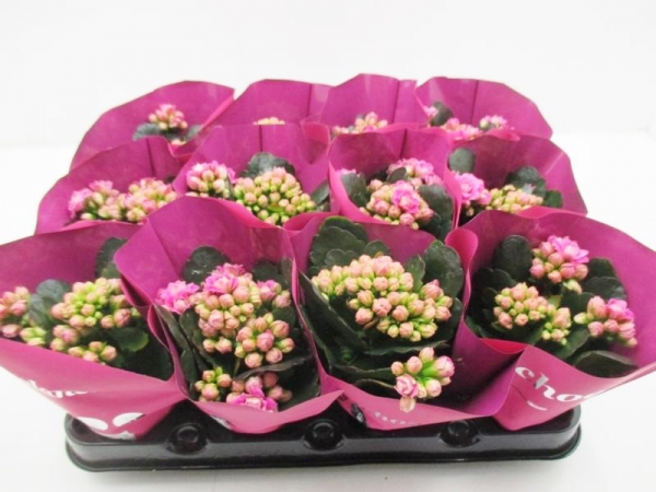 Mini Kalanchoe pink