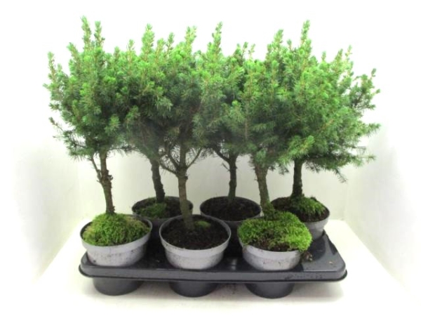 Picea glauca Stämmchen