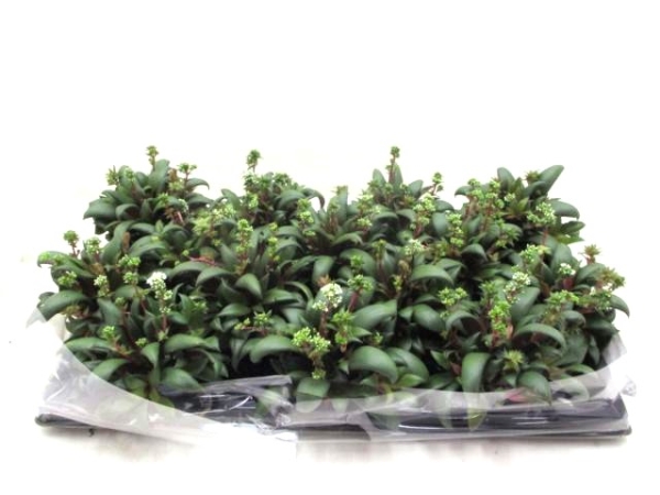 Mini Crassula rosularis