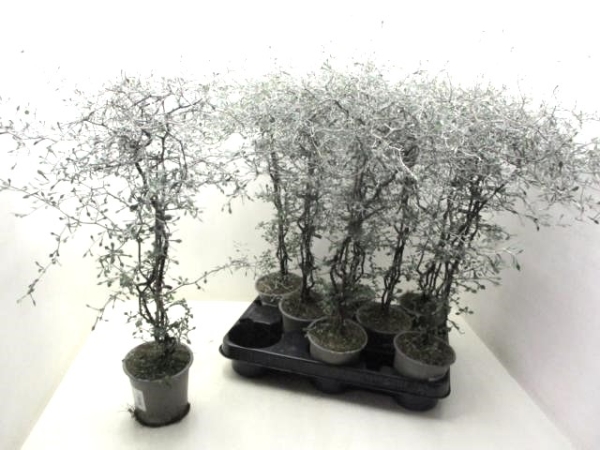Corokia cotoneaster