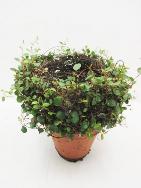 Mühlenbeckia Nest Tontopf