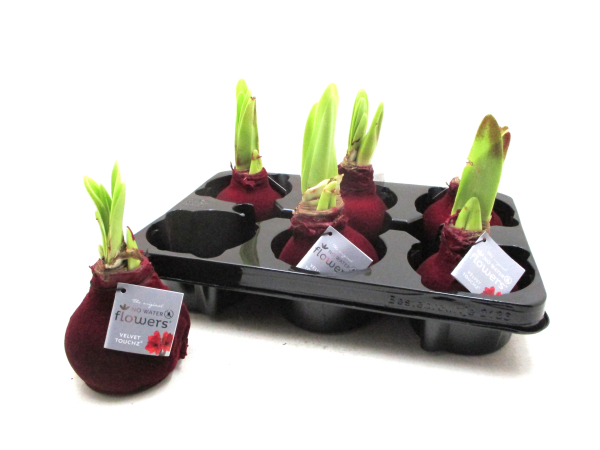 Waxz Samtamaryllis dunkelrot