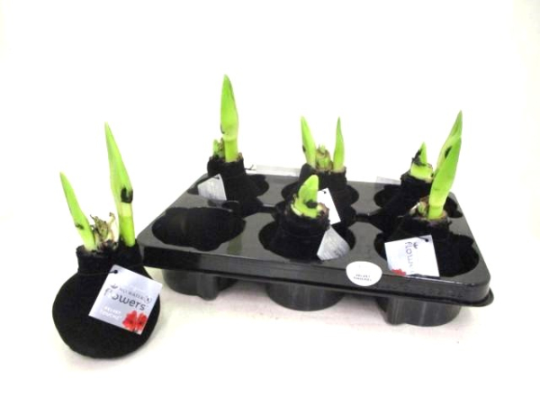 Waxz Samtamaryllis schwarz