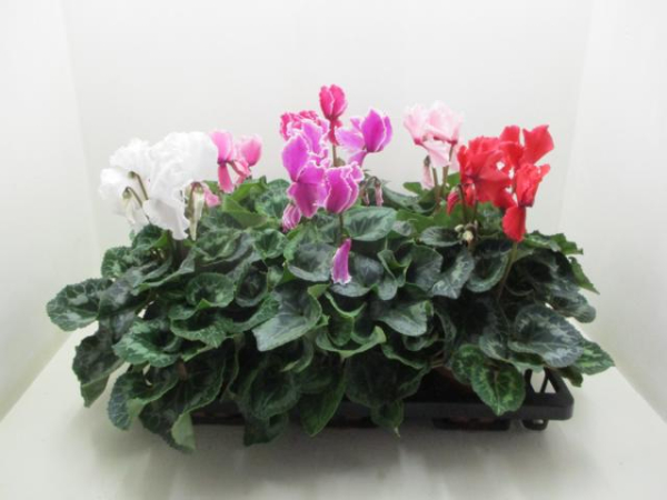 Cyclamen pers. Mix glatt